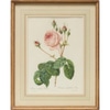 Antique Rose Botanical Print 10
