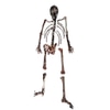 Professionally Aged Faux Full Body Skeleton : Beebo