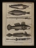 Etchings of Six Fish with French Captions