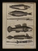 Etchings of Six Fish with French Captions