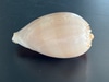Rounded Polished Conch