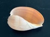 Rounded Polished Conch