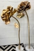 Giant Gold Rose