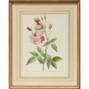 Antique Rose Botanical Print 4