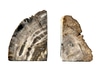 PROPDEC-Petrified Wood Bookends