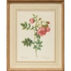 Antique Rose Botanical Print 3