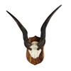 Antelope Horns Plaque