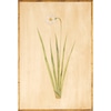 Single Large Flower 2