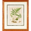 Botanical Print of Fern III