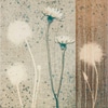 Dandilions