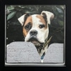Animals #1