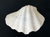 Clamshell w/ Large Scalloping and Orange Highlights