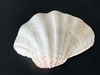 Clamshell w/ Large Scalloping and Orange Highlights