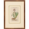 Small Botanical 4