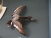 Mounted Duck In Flight