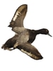 Mounted Duck In Flight