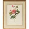 Antique Rose Botanical Print 2