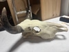 Rustic Bull Skull Decor with Horns