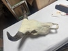 Rustic Bull Skull Decor with Horns