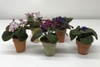 SILK Plum African Violet in Aged Terracotta