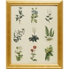 Plants and Herbs Bontanical