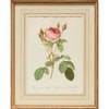 Antique Rose Botanical Print 6