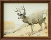 Mule Deer