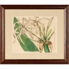 Botanical Print of Spider Lily