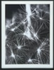 Dandylion II
