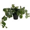Potted Plant; Faux, Wandering prayer plant,