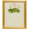 Botanical Study:  Apline Flowers