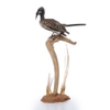 Taxidermy of African Grey Hornbill on Perch Mount