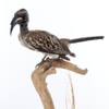 Taxidermy of African Grey Hornbill on Perch Mount