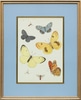 Sheet Study with five Butterflies, a Wasp, and two Flies