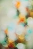 Bokeh II