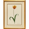 Antique Single Tulip Print