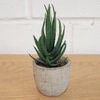 Mini Artificial Succulent