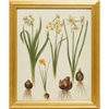 Botanical Study: Daffodils