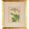 Botanical Print of Statice Arborea