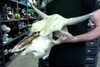 Cow skull with horns and teeth