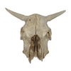 Cow skull with horns and teeth