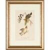 Birds of America:  Warblers II