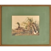 Audubon Mallard Ducks I