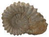 Nautilus Shell Shape Rock Sculpture. Fossil