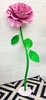 Giant Pink Rose