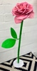 Giant Pink Rose
