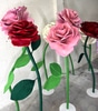 Giant Pink Rose