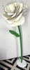 Giant White Rose