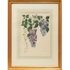Large Antique Botanical Print II