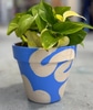 Copy of Live Plant